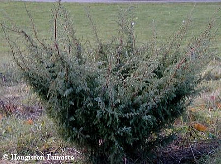 Juniperus communis 'Sven Dufva', suppilokataja